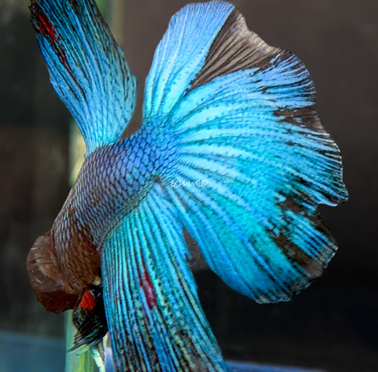 #223 unique Blue Black Fancy Betta Fish USA Bred Aquarium Quality - LOMWILD