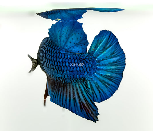 #238 LOMWILD Premium Purple Skies Halfmoon Plakat Betta Fish - LOMWILD