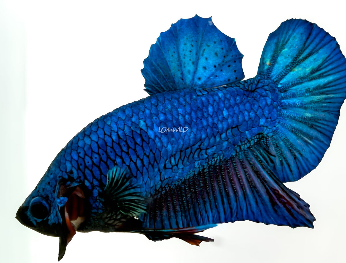 #238 LOMWILD Premium Purple Skies Halfmoon Plakat Betta Fish - LOMWILD