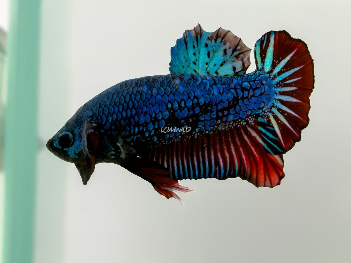 #245 LOMWILD Halfmoon Bi Color Plakat Betta Fish USA Raised Premium Stock - LOMWILD