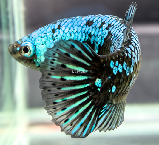 #301 Blue Black Dragon Samurai Female Half-moon Plakat LOMWILD Premium Betta Fish Quality Line - LOMWILD