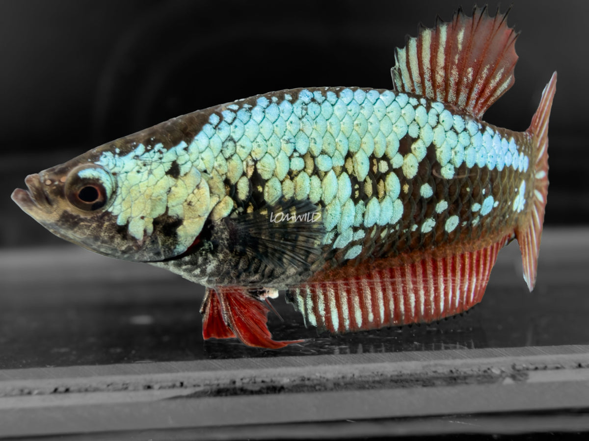 #303 Red Black Dragon Samurai Female Halfmoon Plakat Betta Fish - LOMWILD