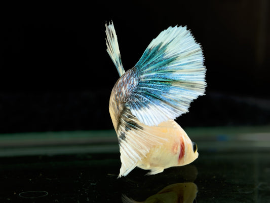 #304 High Quality FEMALE Blue Green Half moon Betta Fish Premium LOMWILD - LOMWILD