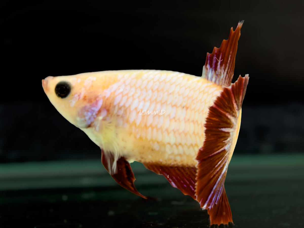 #308 High Quality FEMALE Cambodian Red White Dragon Scale Bi Color Betta Fish USA Raised LOMWILD - LOMWILD