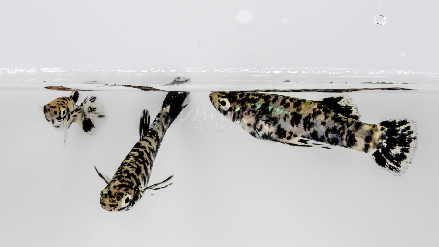 Super Melanistic Gambusia w/ VISUAL FEMALES* - LOMWILD