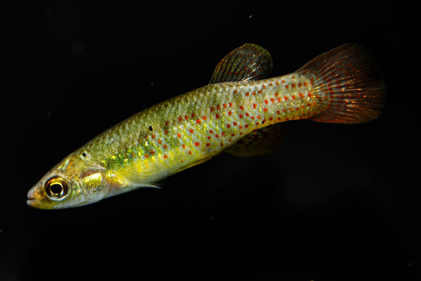 Fundulus chrysotus - Golden Top Minnow - Killifish
