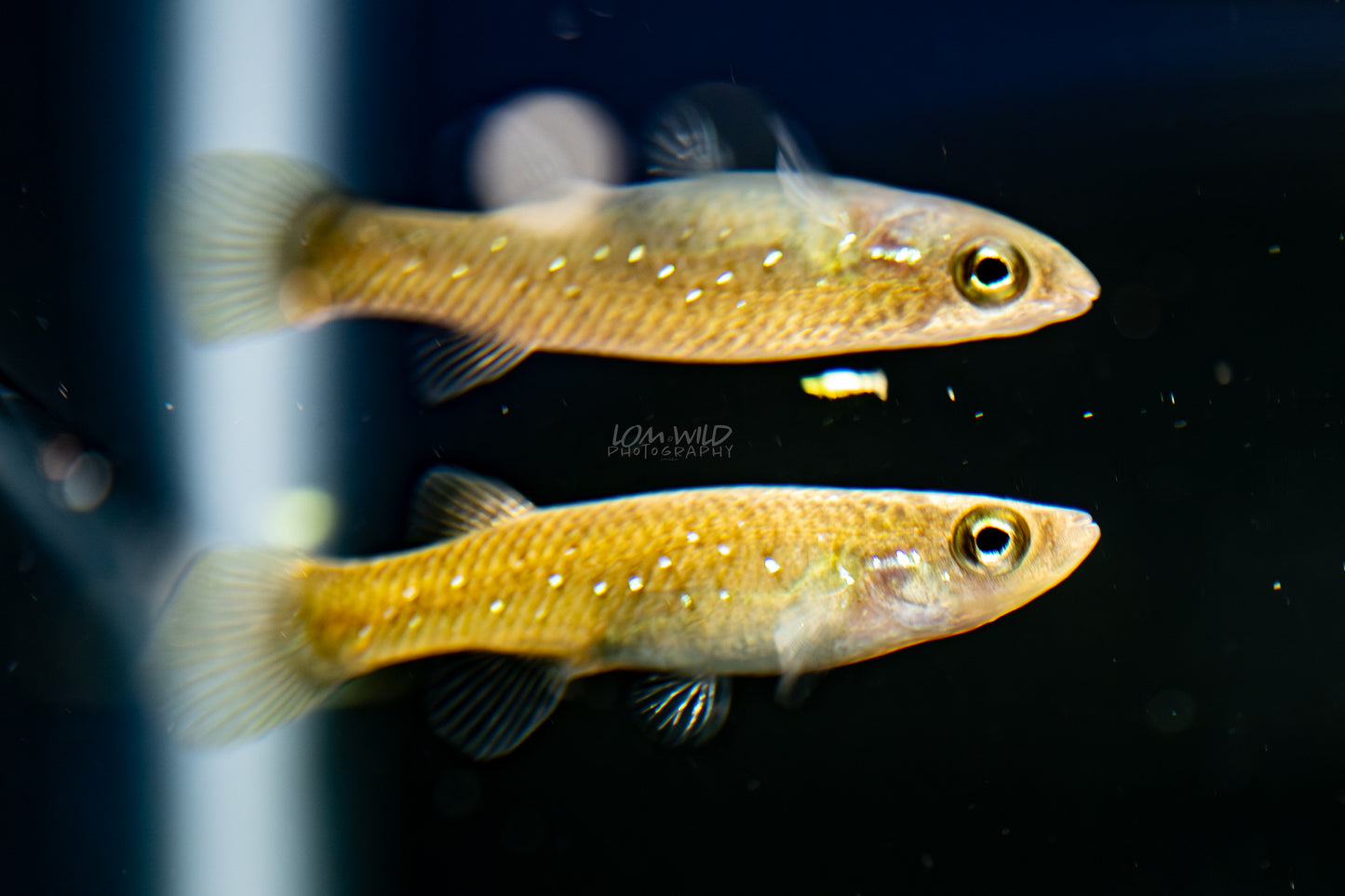 Fundulus chrysotus - Golden Top Minnow - Killifish