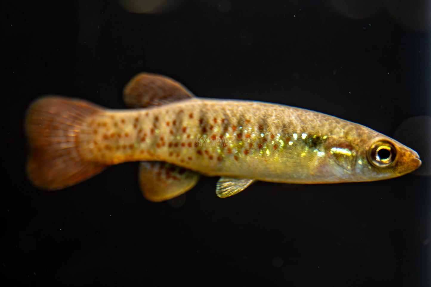 Fundulus chrysotus - Golden Top Minnow - Killifish