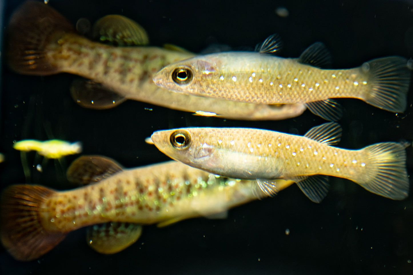Fundulus chrysotus - Golden Top Minnow - Killifish