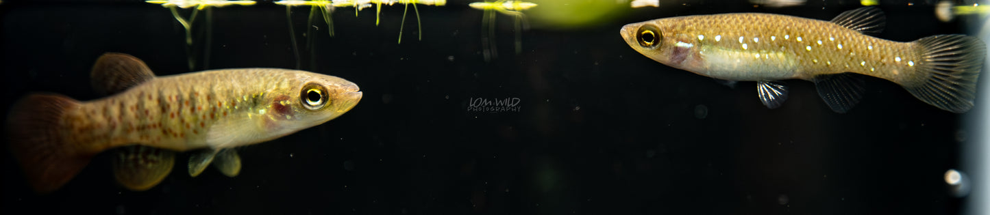 Fundulus chrysotus - Golden Top Minnow - Killifish