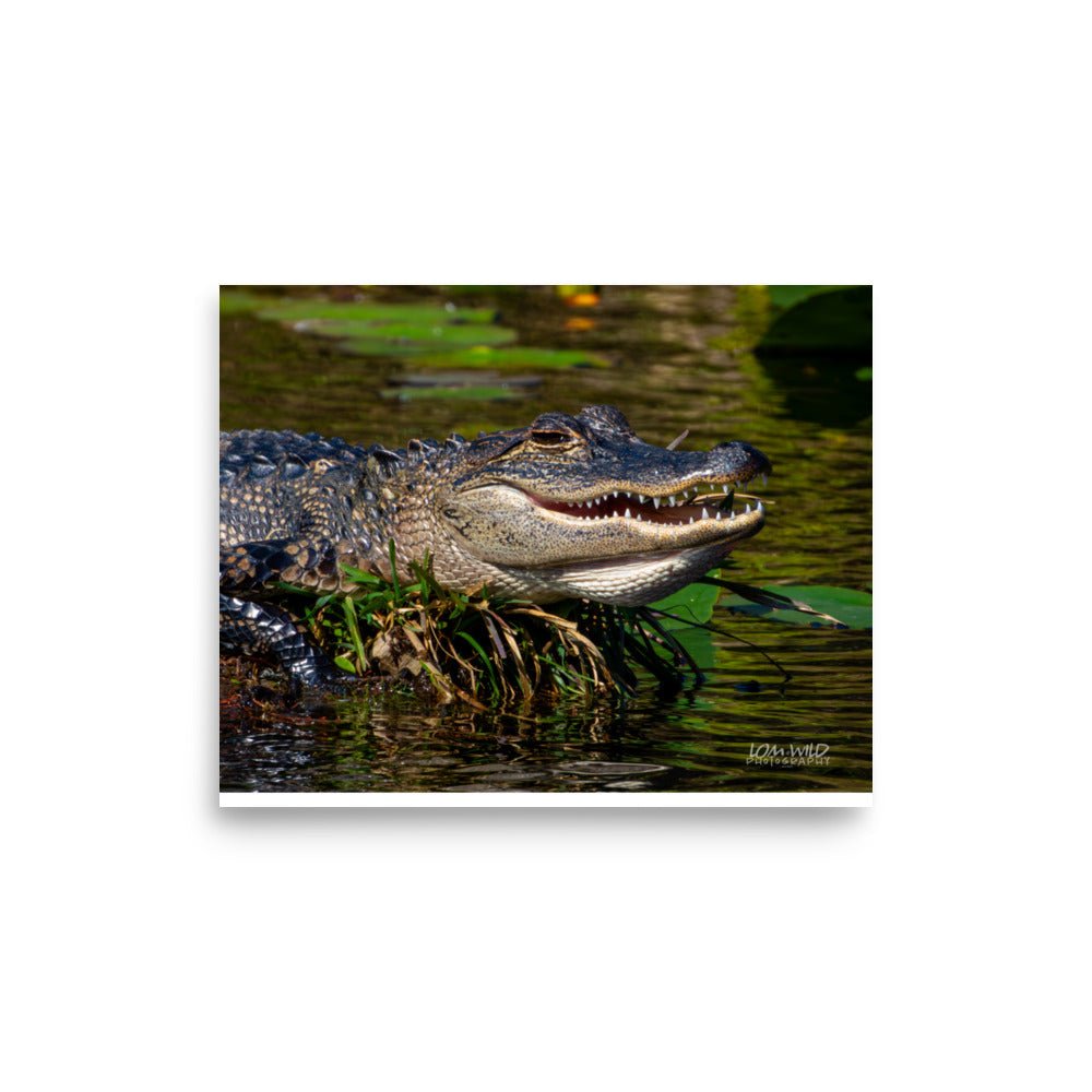 American Alligator Basking in the Sun | Florida Everglades Wildlife by LOMWILD - LOMWILD