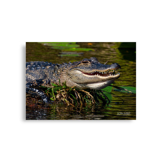 American Alligator Basking in the Sun | Florida Everglades Wildlife by LOMWILD - LOMWILD