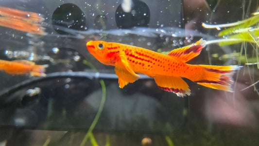 Aphyosemion Australe Orange Killifish Juvenile Male Trio - LOMWILD