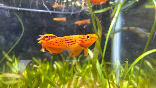 Aphyosemion Australe Orange Killifish Juvenile Male Trio - LOMWILD