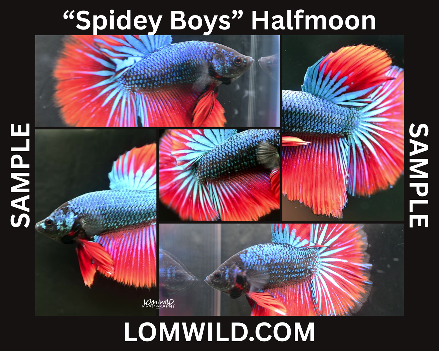 Betta Fish 0101 - LOMWILD
