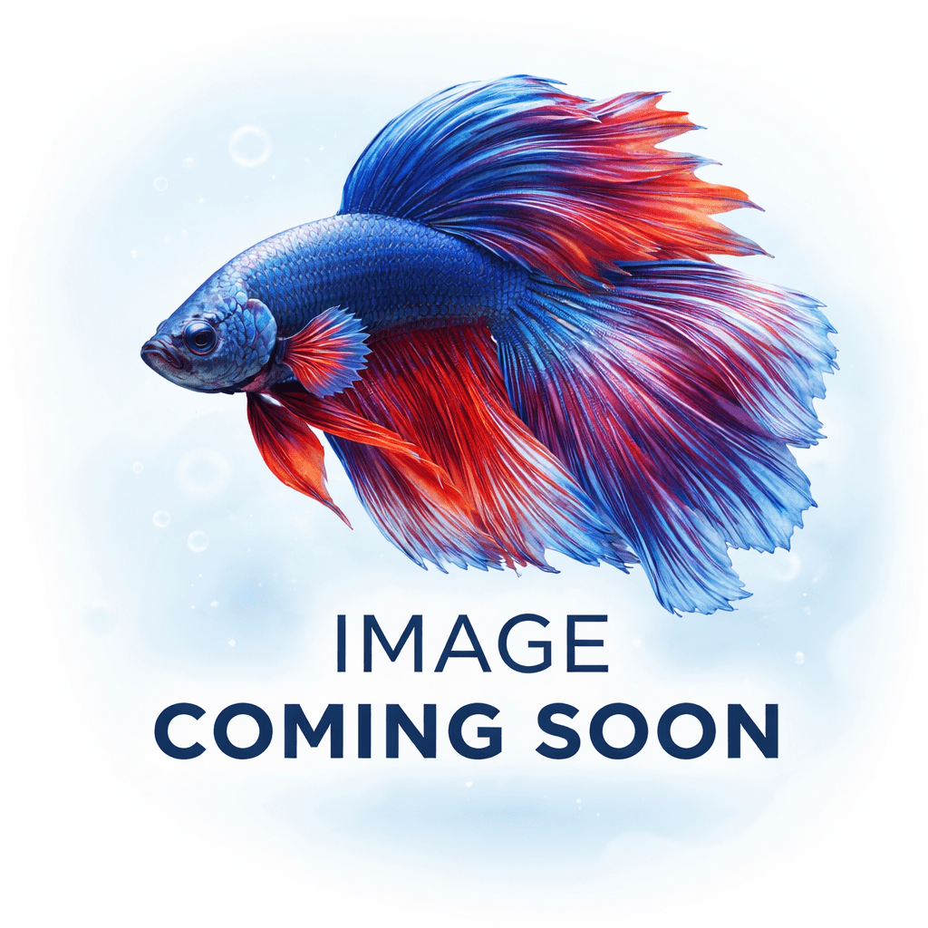 Betta Fish 0104 - LOMWILD