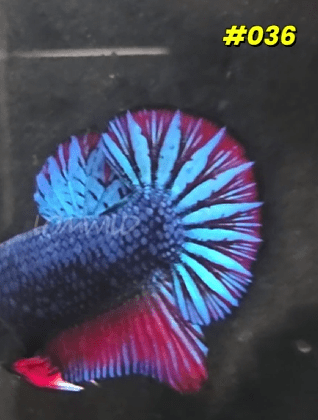 Betta Fish 036 - LOMWILD