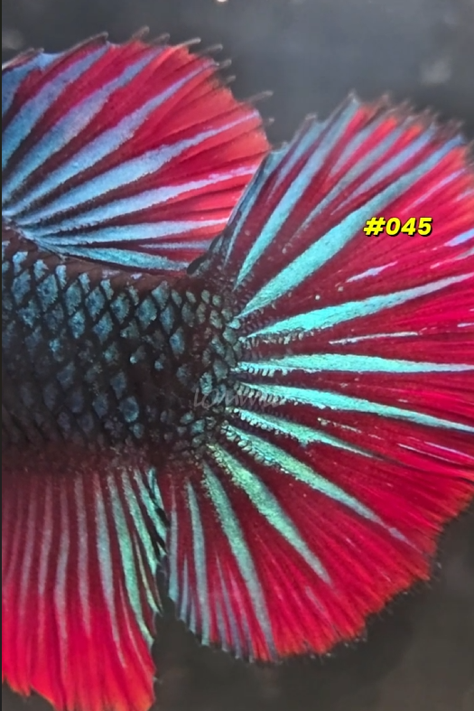 Betta Fish 045 - LOMWILD