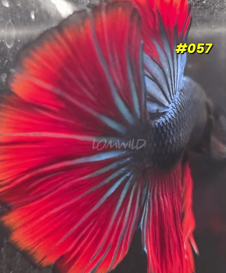 Betta Fish 057 - LOMWILD