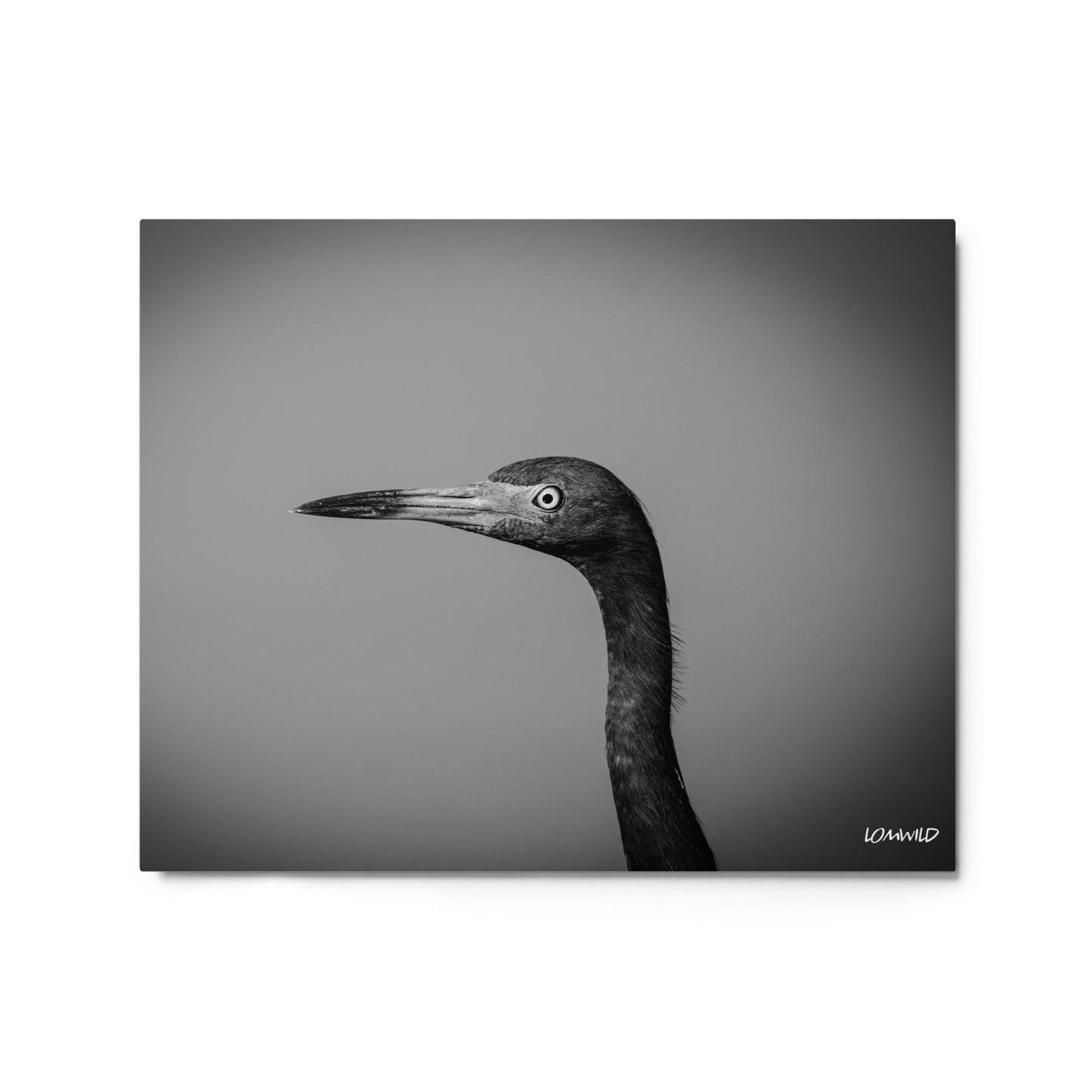 Black and White Heron Portrait – Metal Print by LOMWILD - LOMWILD