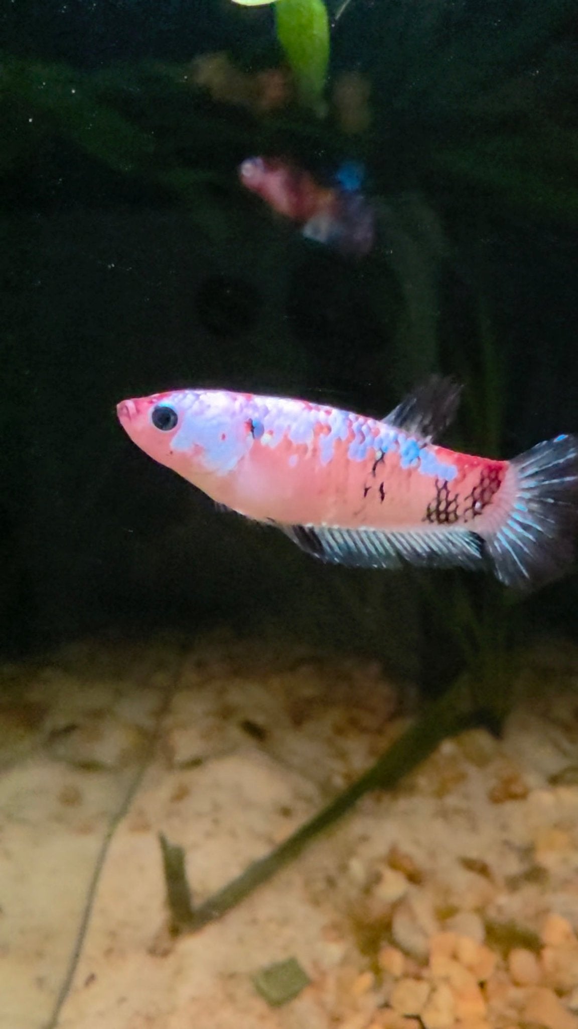 FEMALE BETTA BLOWOUT SALE | USA Bred & Raised - LOMWILD