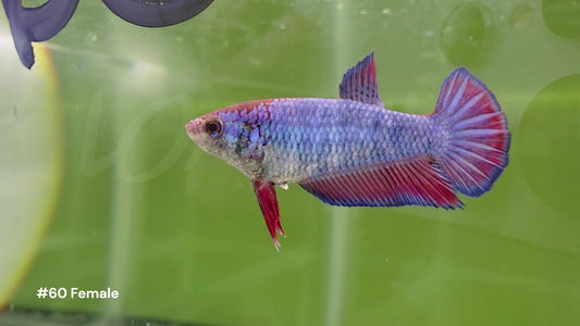 Female Bicolor Halfmoon Plakat Betta 60 - LOMWILD