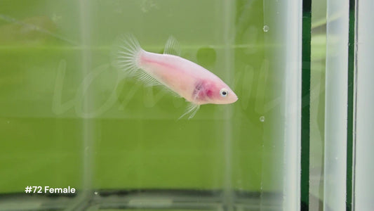 Female Cellophane Halfmoon Plakat Betta 72 - LOMWILD