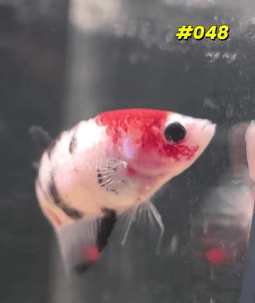 Female Koi Halfmoon Plakat Betta Fish 048 - LOMWILD