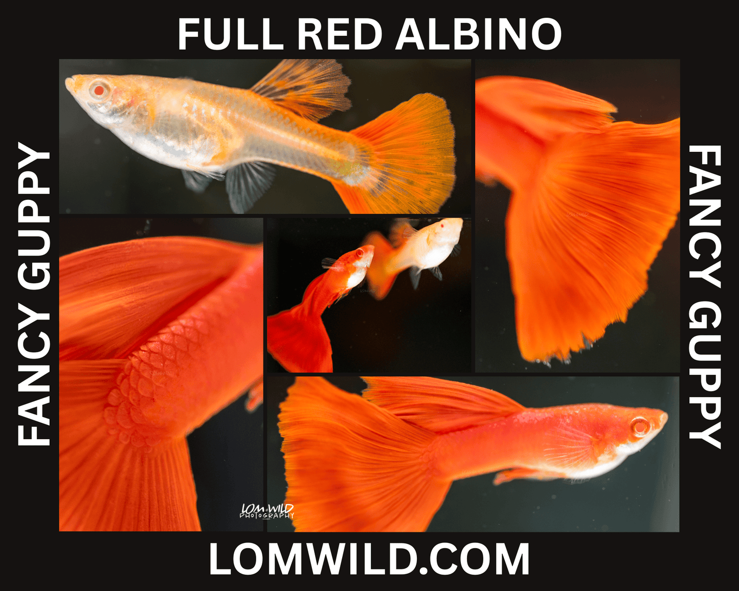 Full Red Albino Fancy Guppy Male Trio - LOMWILD