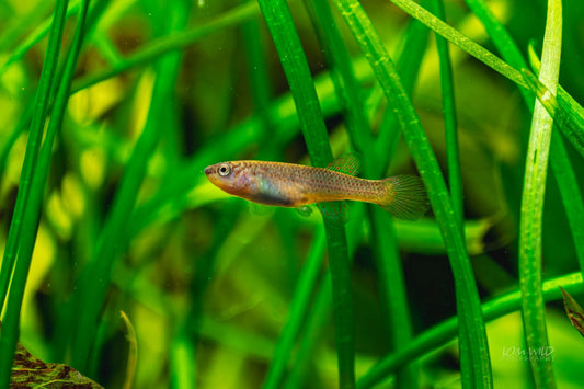 Fundulopanchax gardneri Killifish - LOMWILD