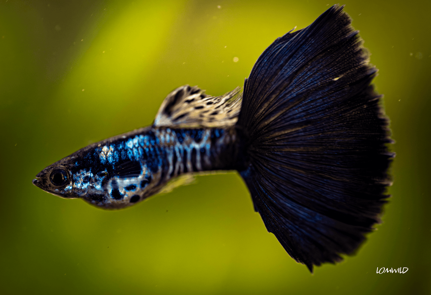 Galaxy Neon Blue Tail Fancy Guppy Male/Female Pair - LOMWILD