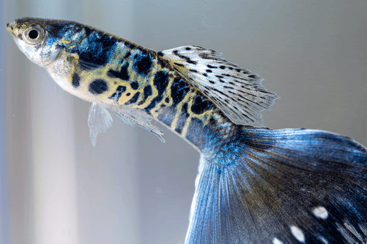 Galaxy Neon Blue Tail Fancy Guppy Male/Female Pair - LOMWILD