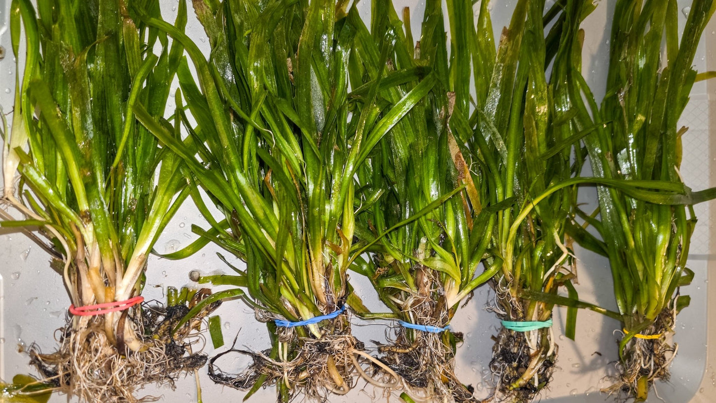 Jungle Val - Live Plants 10+ Plants - LOMWILD