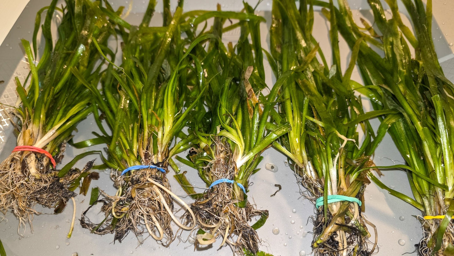 Jungle Val - Live Plants 10+ Plants - LOMWILD