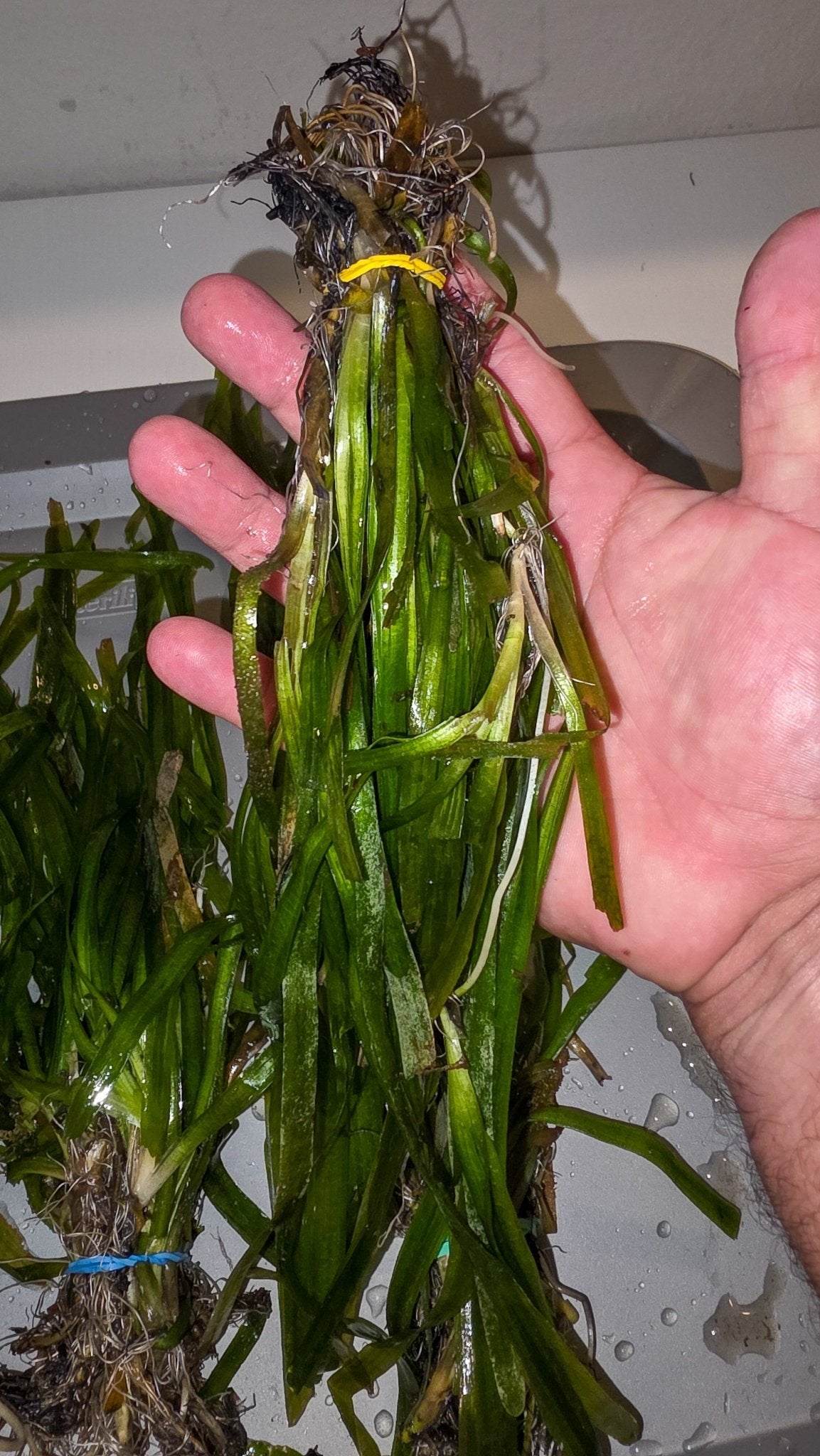 Jungle Val - Live Plants 10+ Plants - LOMWILD