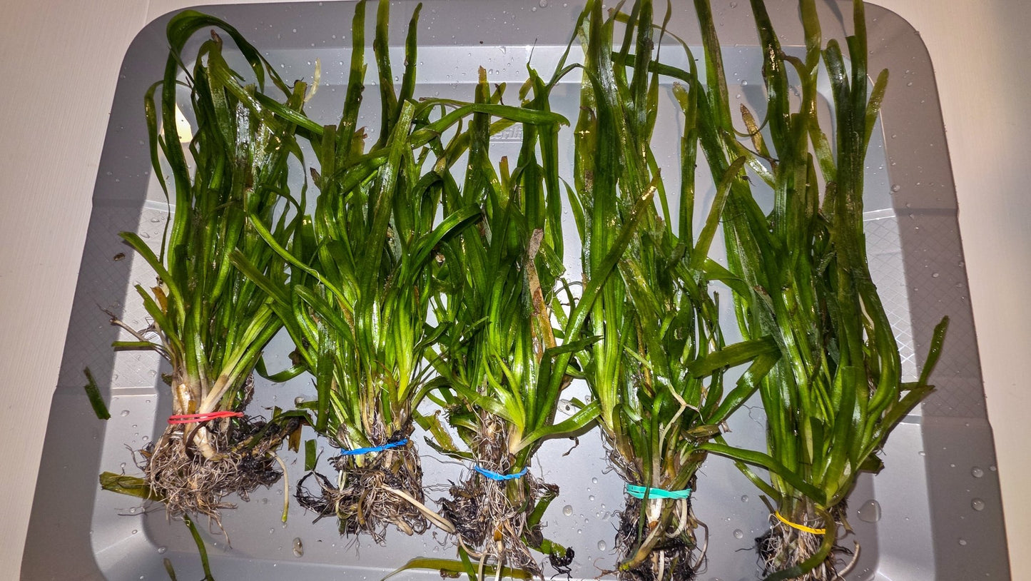 Jungle Val - Live Plants 10+ Plants - LOMWILD