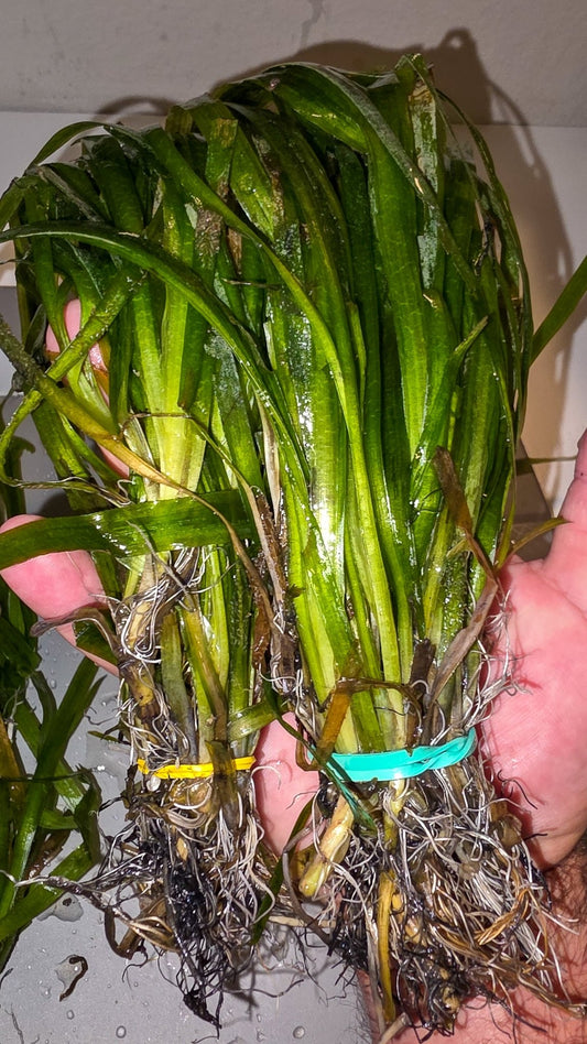 Jungle Val - Live Plants 10+ Plants - LOMWILD
