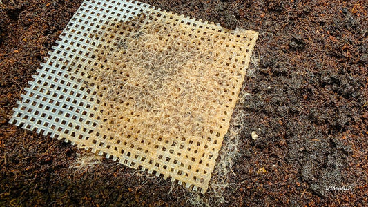 Live Grindle Worm Starter Food Culture Kit - LOMWILD