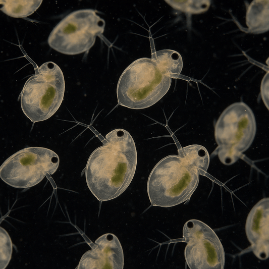 Live Moina Culture – Premium Starter by LOMWILD - LOMWILD