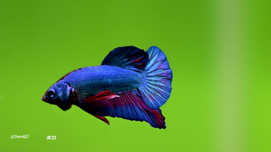 Male Bicolor Halfmoon Plakat Betta 21 - LOMWILD