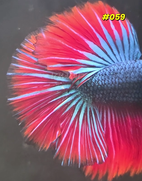 Male Halfmoon Betta Fish 059 - LOMWILD