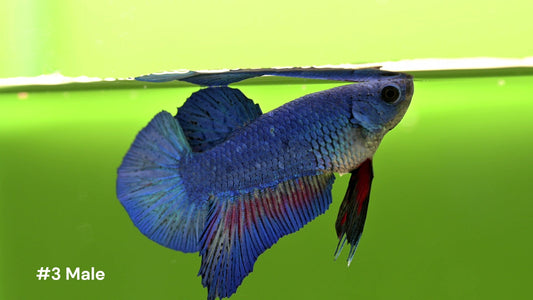 Male Halfmoon Plakat Bicolor Betta Fish - LOMWILD