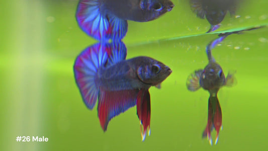 Male Halfmoon Plakat Blue & Red Betta 26 - LOMWILD