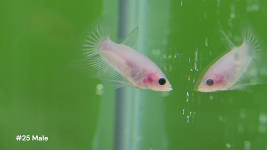 Male Halfmoon Plakat Cellophane Koi Betta 25 - LOMWILD