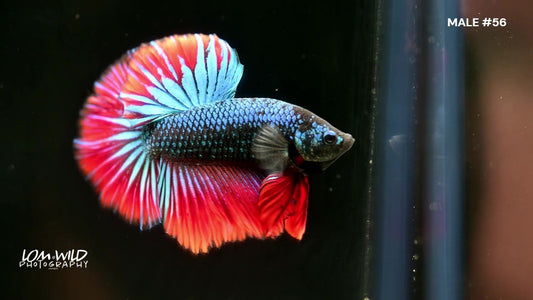 Male Halfmoon "Spidey Boy" Betta Fish 056 - LOMWILD