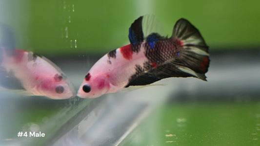 Male Koi Halfmoon Plakat Betta 4 - LOMWILD