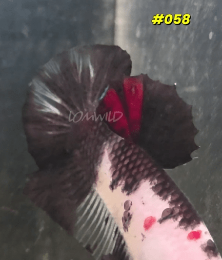 Male Koi Halfmoon Plakat Betta Fish 058 - LOMWILD
