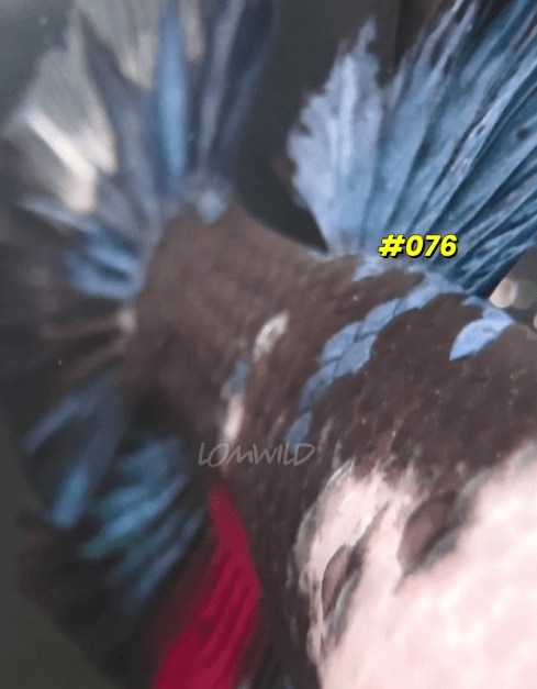 Male Koi Halfmoon Plakat Betta Fish 076 - LOMWILD