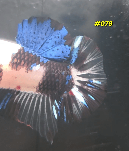 Male Koi Halfmoon Plakat Betta Fish 079 - LOMWILD