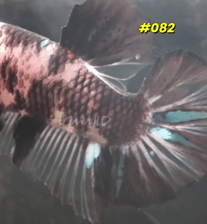 Male Koi Halfmoon Plakat Betta Fish 082 - LOMWILD